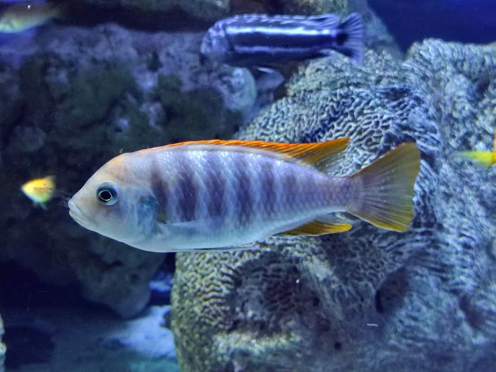 William's Mbuna