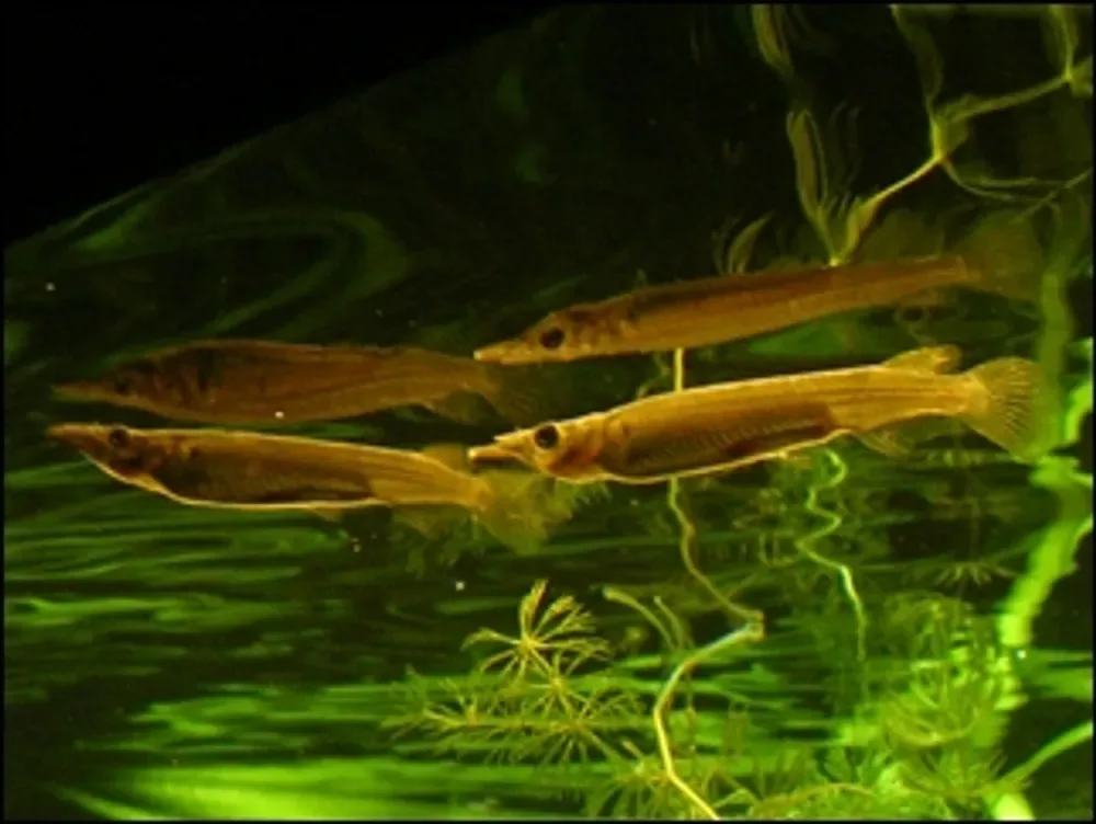Wrestling Halfbeak