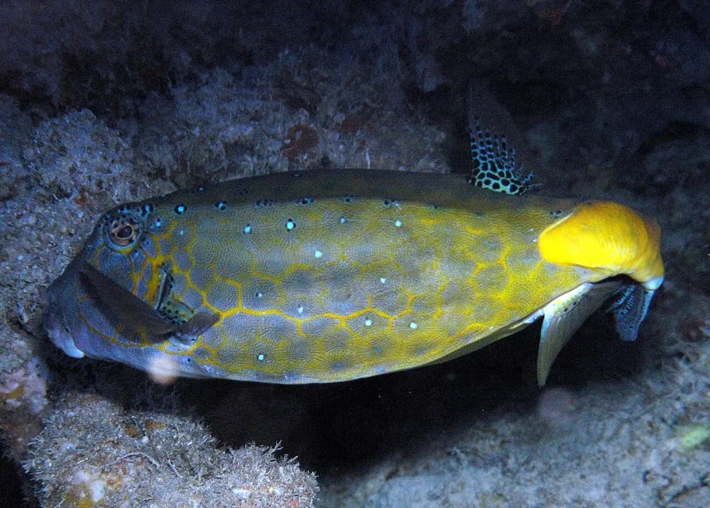 Yellow Boxfish