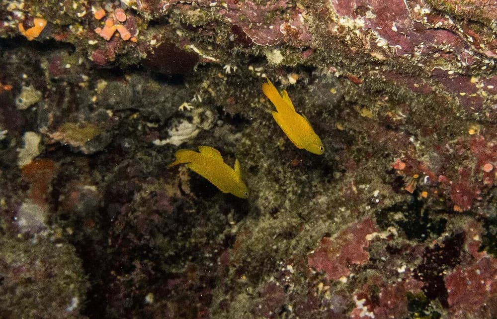 Yellow Devilfish