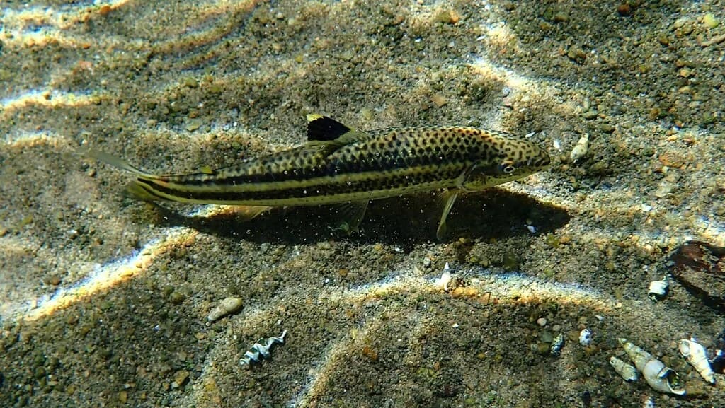 Yellow Rabbit Characin