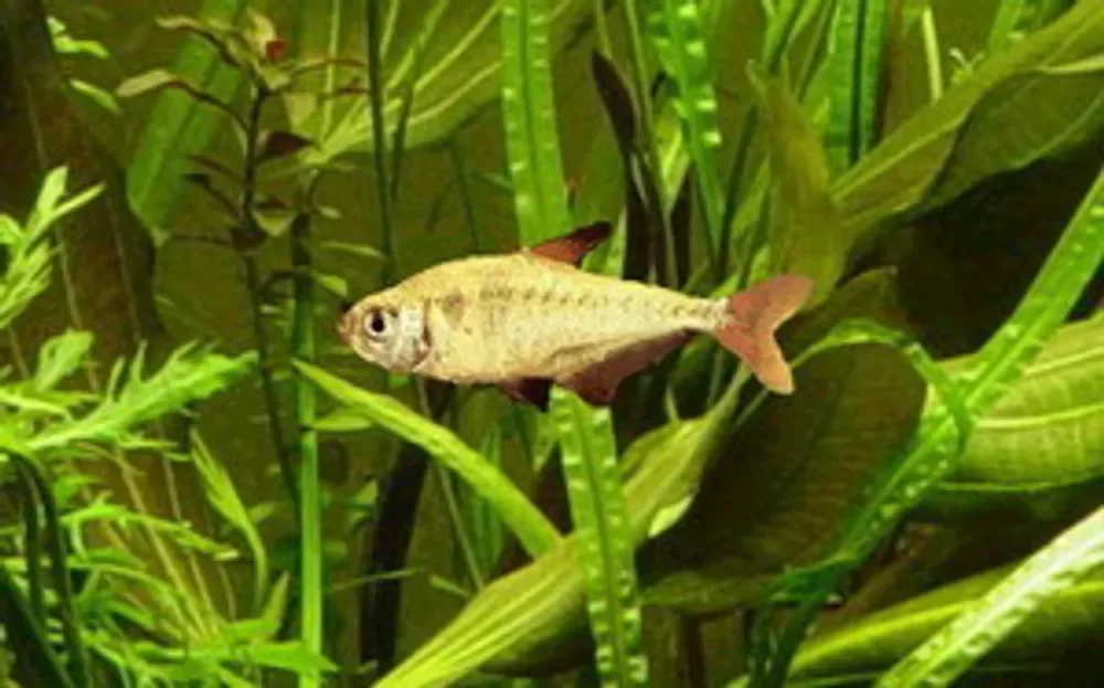Yellow Tetra