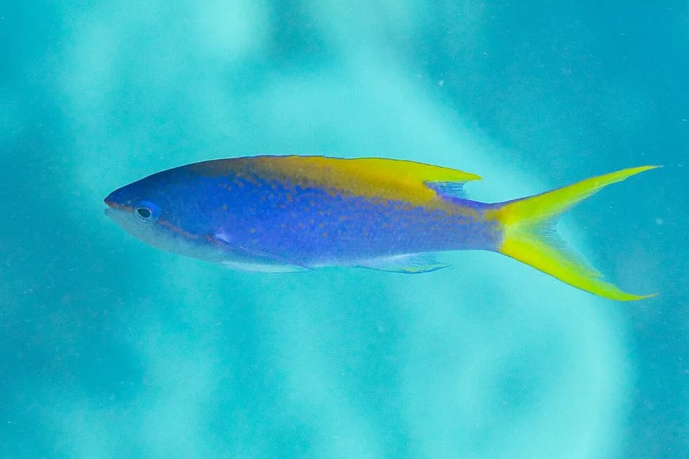 Yellowback Anthias