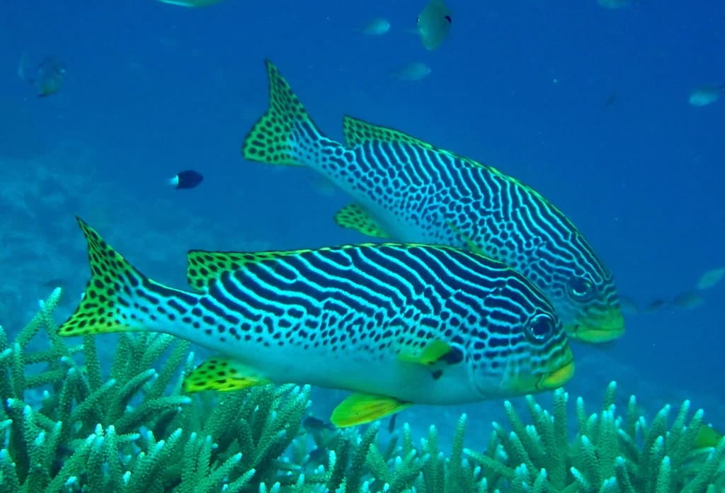 Yellowbanded Sweetlips