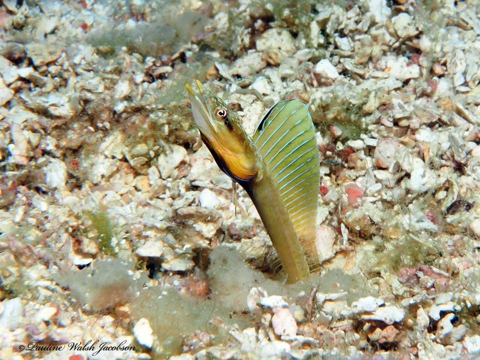 Yellowface Pikeblenny