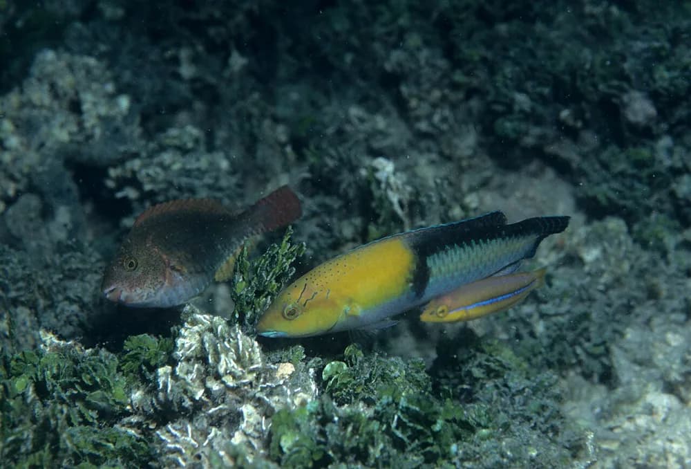 Yellowhead Wrasse