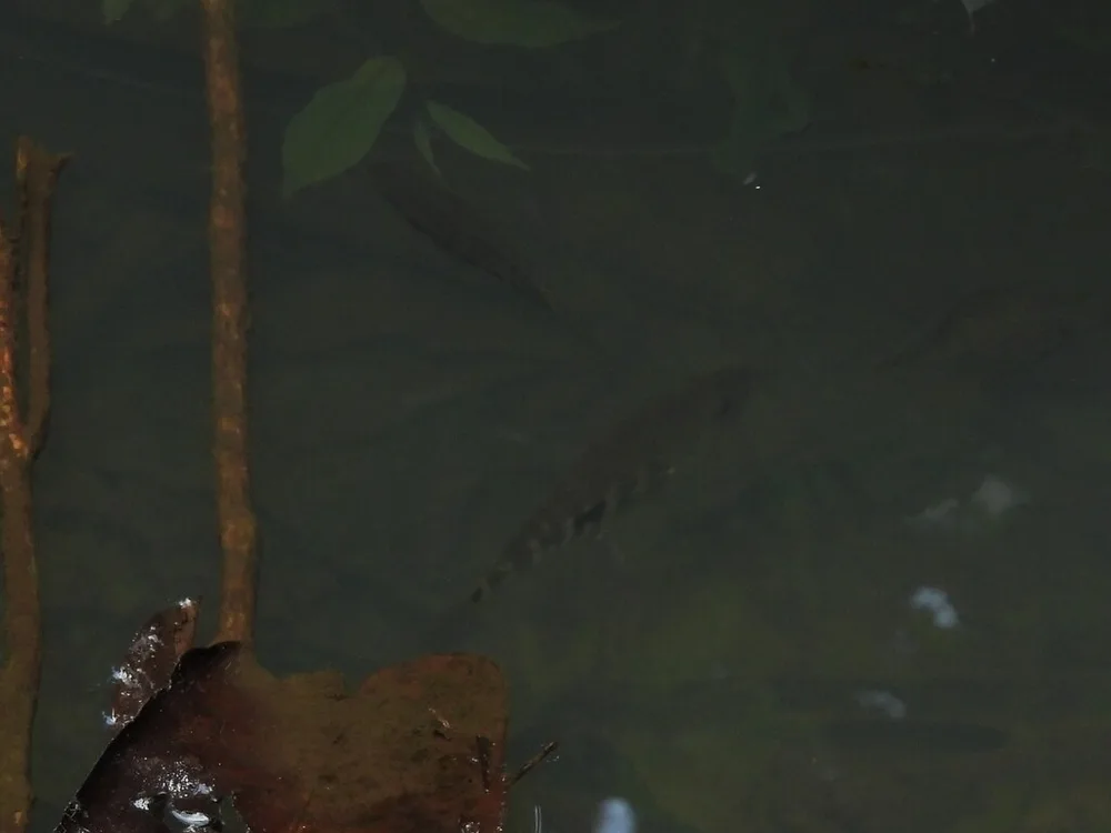 Yellowjacket Cichlid