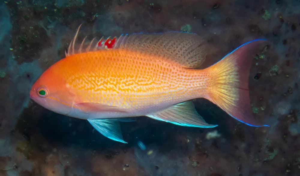 Yellowlined Anthias