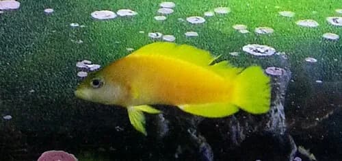Yellowlined Basslet