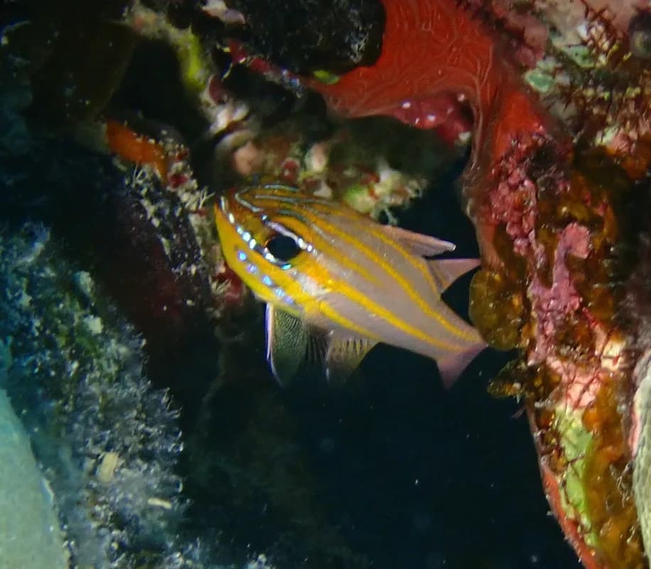 Yellowstriped Cardinalfish