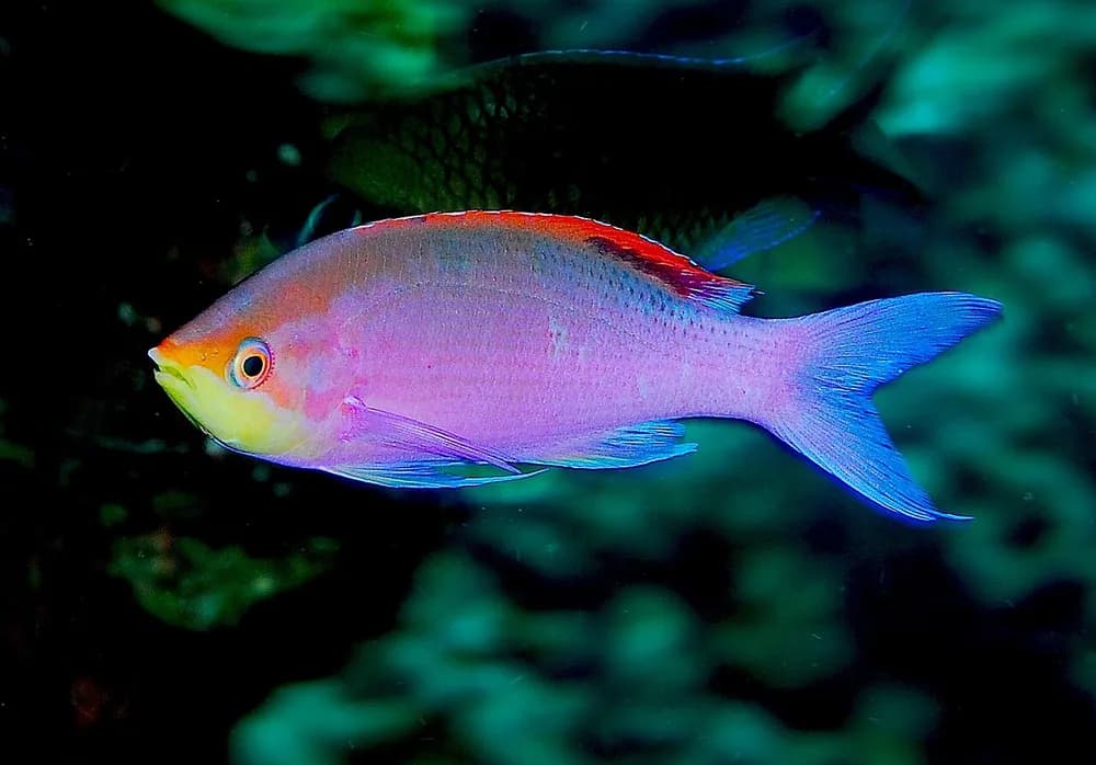 Yellowstriped Fairy Basslet