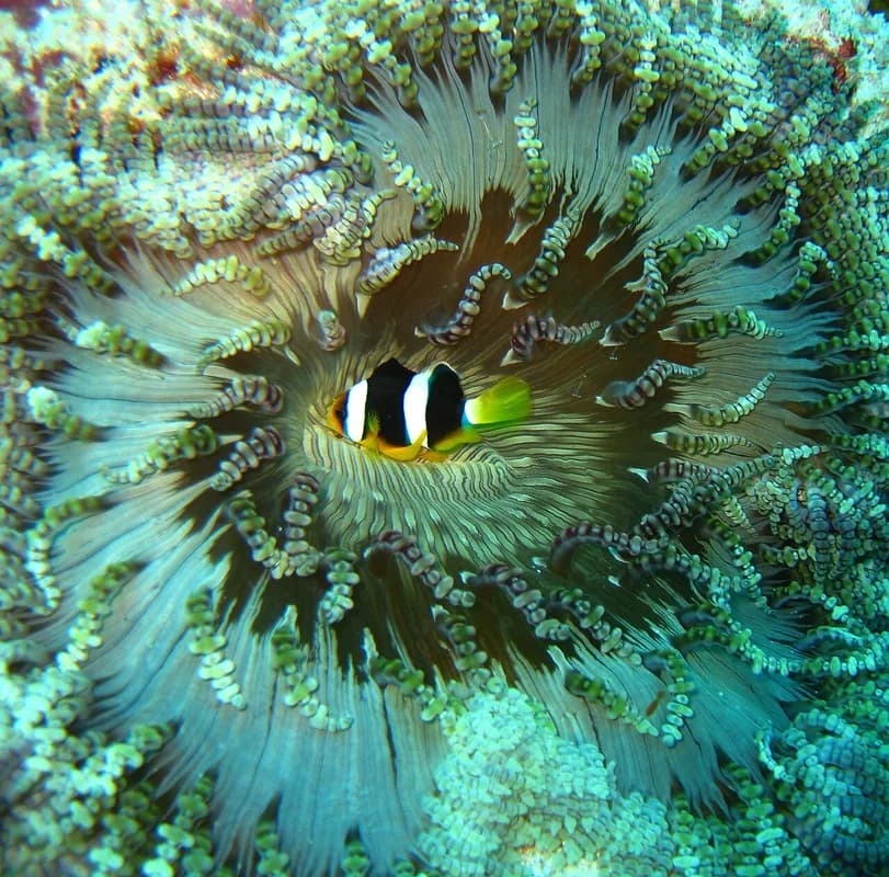Yellowtail Clownfish