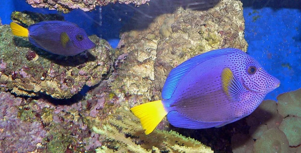 Yellowtail Tang