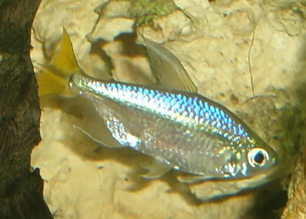 Yellowtail Tetra