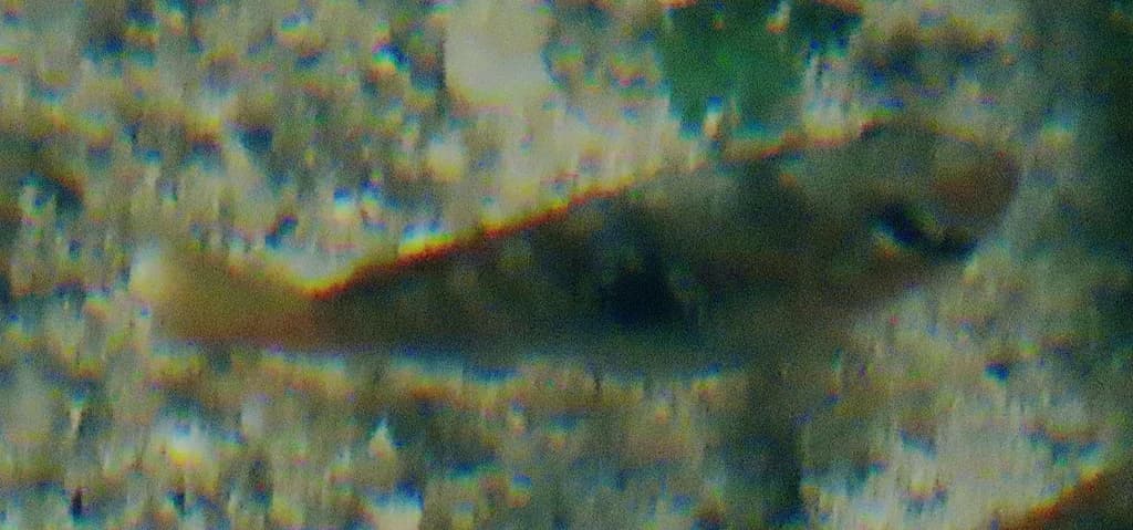 Yucatan Flagfish