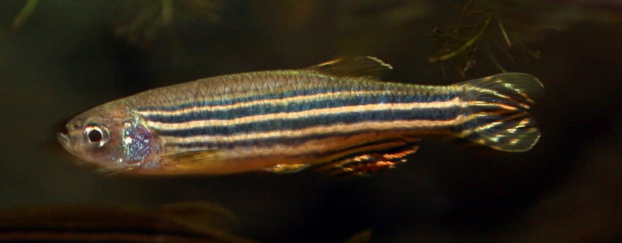 Zebra Danio