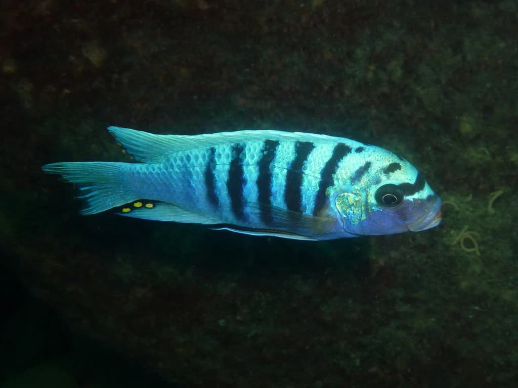 Zebra Mbuna