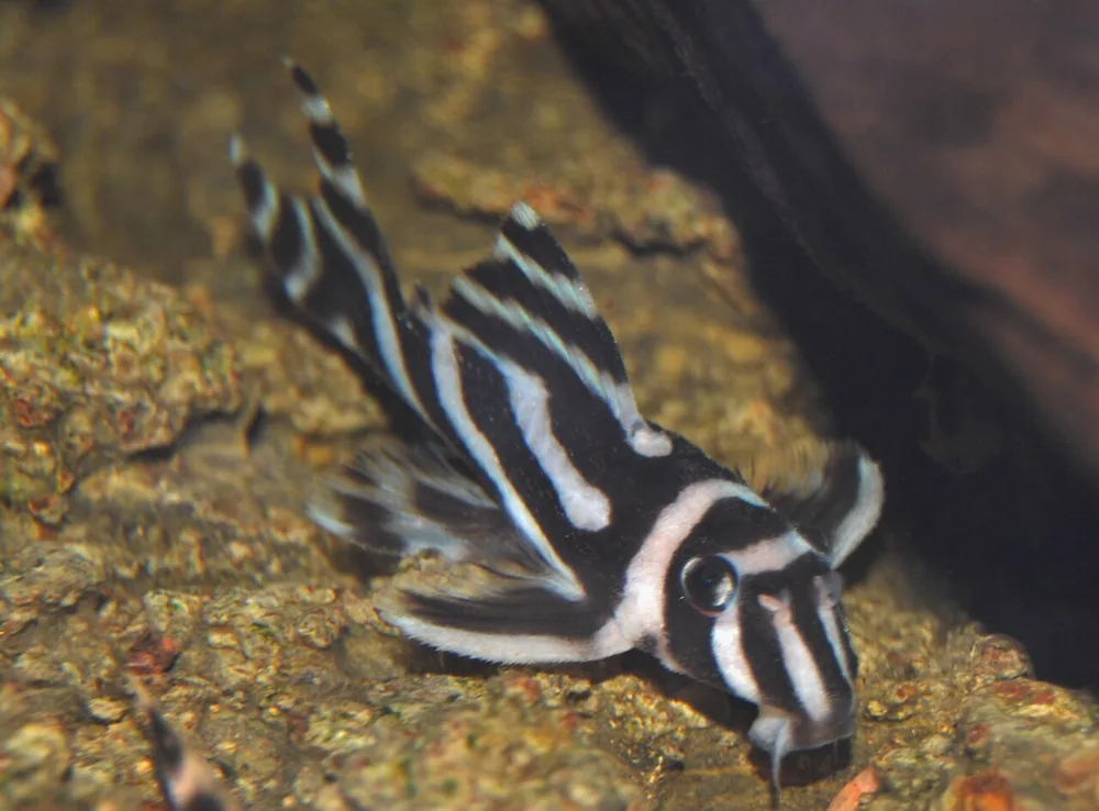 Zebra Pleco