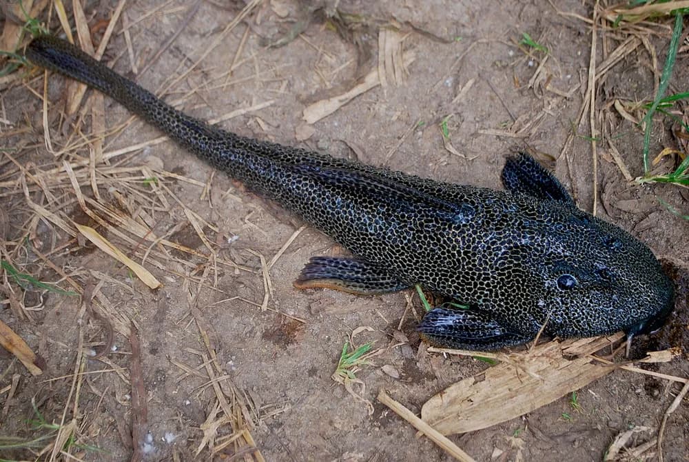 Zucchini Catfish