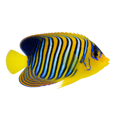 Regal Angelfish
